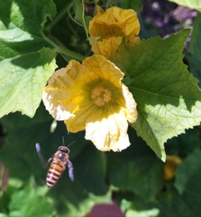 Benincasa hispida chieh-qua