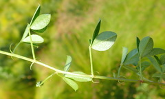 Indigofera erecta