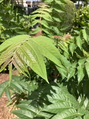 Ailanthus altissima