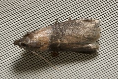 Sciota fumella