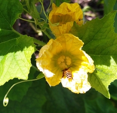 Benincasa hispida chieh-qua