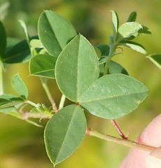 Indigofera erecta