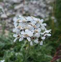 Achillea clavennae