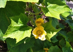 Benincasa hispida chieh-qua