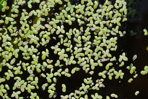 minute duckweed (Lemna perpusilla)