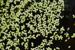 Lemna perpusilla