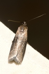 Sciota fumella