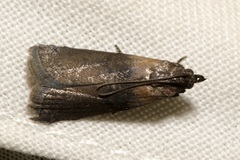 Sciota fumella