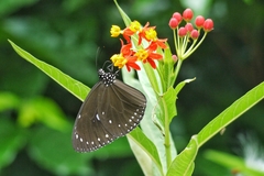 Euploea tulliolus koxinga