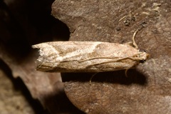 Nyctegretis lineana