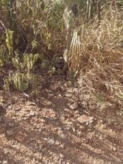 Ameiva bifrontata divisa