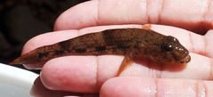 Glossogobius celebius