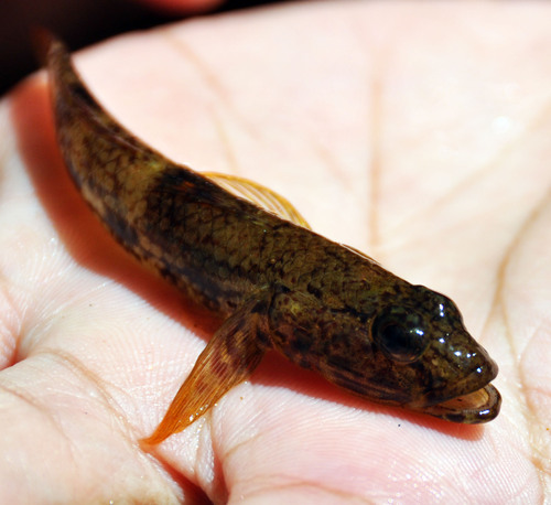 Celebes flathead goby (Glossogobius celebius) — Gobiidae — 3