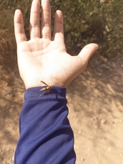 Polistes myersi