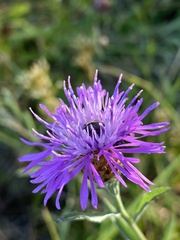 Centaurea thuillieri