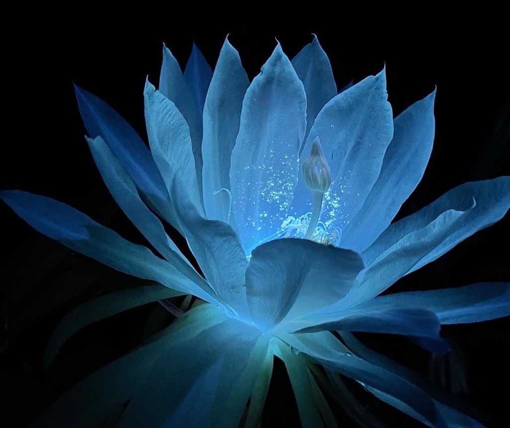 Orchid cactus flower opening at night