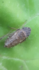 Aphrodini