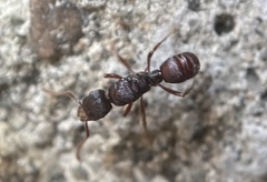 Poneracantha triangularis