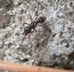 Poneracantha triangularis