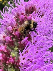 Bombus rufocinctus