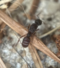 Poneracantha triangularis