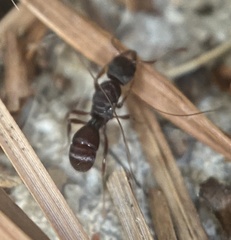 Poneracantha triangularis