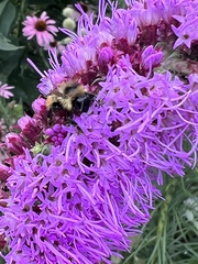 Bombus rufocinctus