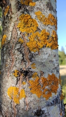 Xanthoria parietina