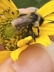 Bombus rufocinctus