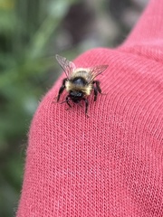 Bombus rufocinctus