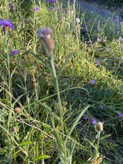 Centaurea thuillieri