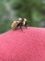 Bombus rufocinctus
