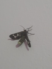 Eressa confinis