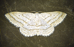 Scopula ancellata