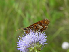 Melitaea britomartis
