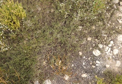 Aspalathus crassisepala