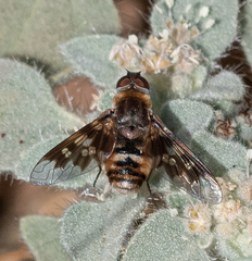 Thyridanthrax nugator