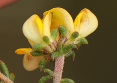 Aspalathus crassisepala