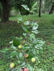 Pyrus grossheimii