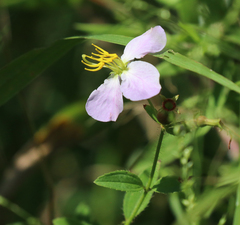 Rhexia mariana ventricosa