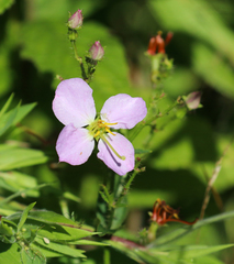 Rhexia mariana ventricosa