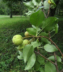 Pyrus grossheimii
