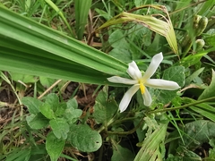 Eleutherine latifolia
