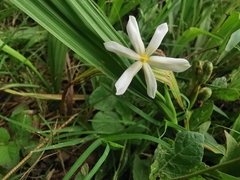 Eleutherine latifolia