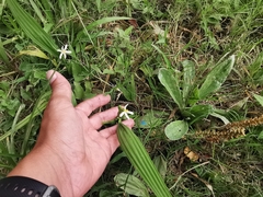 Eleutherine latifolia