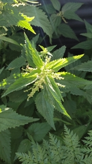 Urtica dioica
