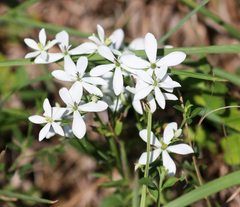 Sabatia quadrangula
