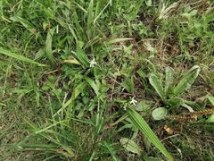 Eleutherine latifolia