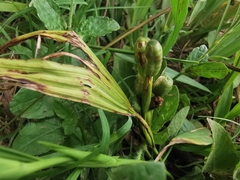 Eleutherine latifolia