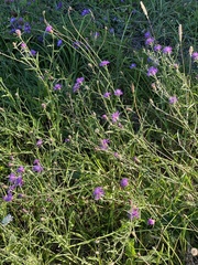 Centaurea thuillieri